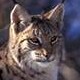 Lynx Lynx sin avatar