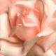 rosarose sin avatar