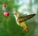 Frken Kolibri sin avatar