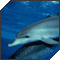 Dolphin sin avatar