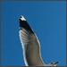 Albatross sin avatar